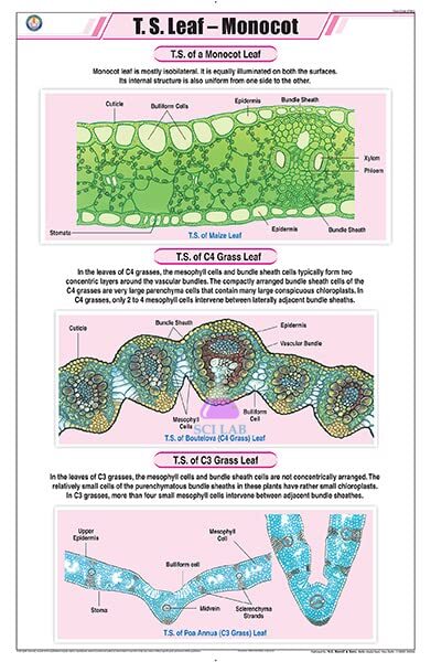 Monocot Leaf T.S. Educational Chart
